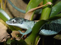 Abronia graminea (breiter Augenring)